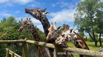How to get Chester Zoo £10 cheap ticket deal