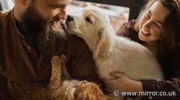 RSPCA shares 'June 15' plea for anyone living in UK and loves animals