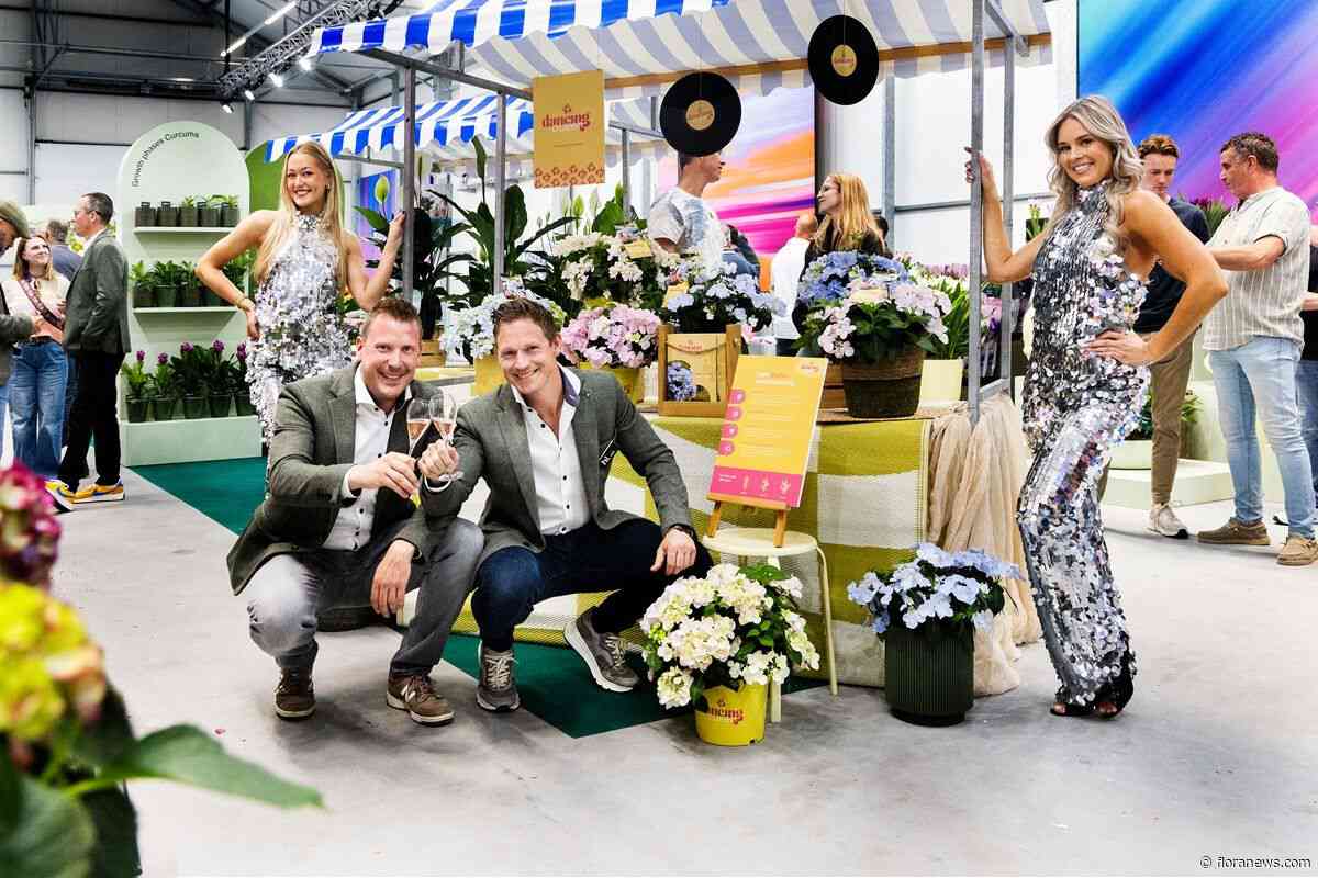 HiBreeding lanceert Scandens-hortensiaconcept DancingQueen tijdens FlowerTrials