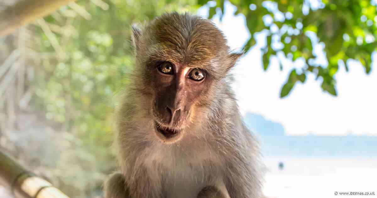 Neighbours Say They Saw It Coming: The Disturbing History of the Pet Monkey That Killed a 7-Year-Old Boy