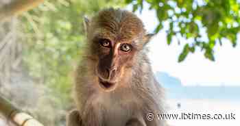 Neighbours Say They Saw It Coming: The Disturbing History of the Pet Monkey That Killed a 7-Year-Old Boy