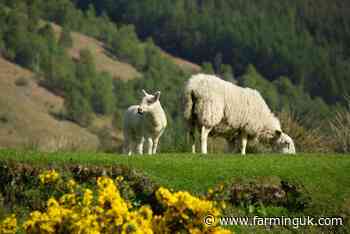 Scotland's sheep sector could add £77m by 2032, QMS says
