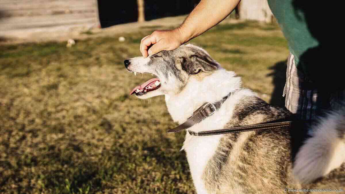 Der Hund bellt und dieser eine Fehler macht alles nur noch viel schlimmer
