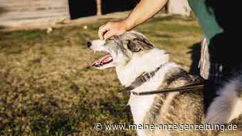 Der Hund bellt und dieser eine Fehler macht alles nur noch viel schlimmer