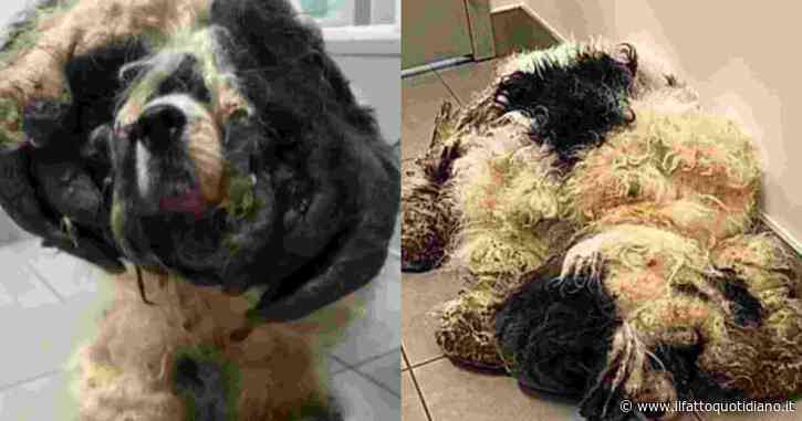 Rinchiuso in un armadio e nascosto sotto oltre 5 chili di pelo infeltrito: la disavventura del cocker spaniel Mr. Pickles. Per liberarlo 5 ore di toelettatura