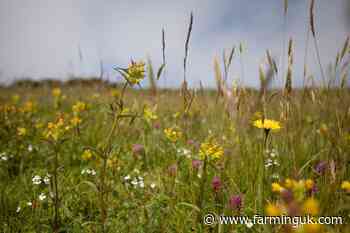 Tenant farmer helps revive rare hay meadows on Llŷn peninsula