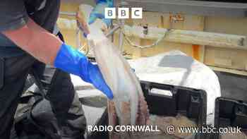 Octopus 'turn Shellfish industry on its head'