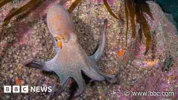 Surge in octopus numbers leads to 'record £500k catch'