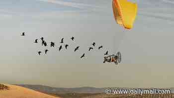 Migrate expectations: Couple teach birds to migrate to Spain by flying 1,600 miles alongside them in a paraglider