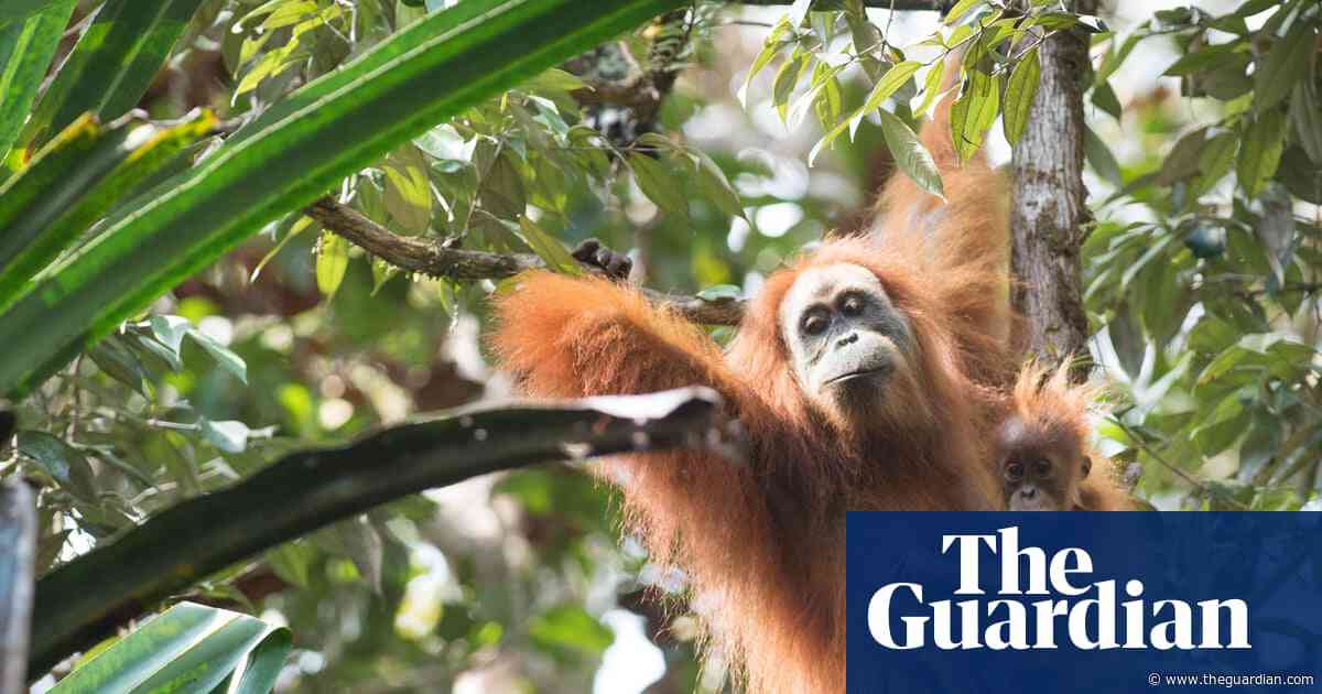 Four days of extreme rain in Indonesia killed 7% of world’s rarest great apes, study finds