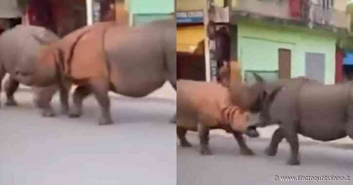 Rissa tra rinoceronti in mezzo alla strada in Nepal: la scena ripresa dai turisti diventa virale – IL VIDEO