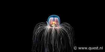 Leven er nog mysterieuze, onontdekte dieren in onze zeeën en oceanen?