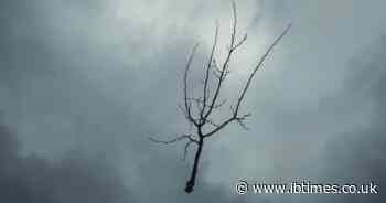 Texas Man Noticed a Floating Tree Branch: What Does This Mean? Mysterious Footage Sparks Urgent Debate Online