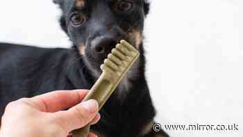 Vet issues warning to anyone giving dogs dental chews and what to use instead
