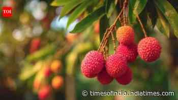Boost for litchi exports! Assam’s GI-tagged Tezpur litchi reaches Dubai, Singapore