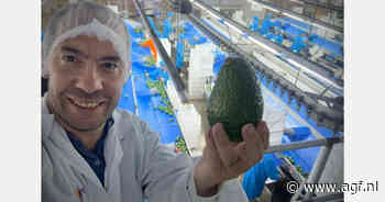 Peru kampt in Europa met grote avocadovoorraden, nauwelijks kopers kleine maten