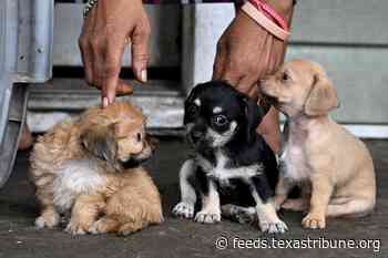 Screwworm was found in a dog in Texas. What does that mean for your pets?