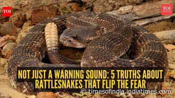 Not just a warning sound: 5 truths about rattlesnakes that flip the fear