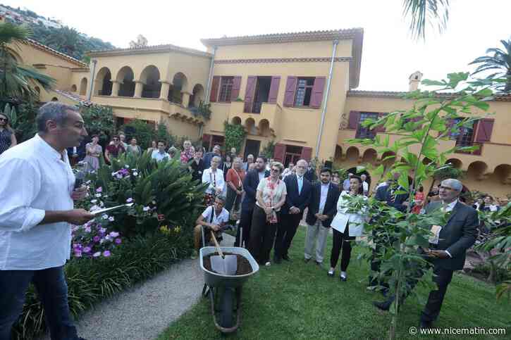 Pour célébrer les 150 ans du jardin botanique Val Rahmeh, à Menton, un nouveau palmier des collections du Muséum national d’Histoire naturelle a été planté