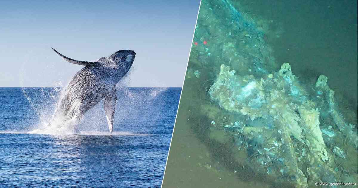 Wetenschappers ontdekken diepste en grootste ‘walvissenkerkhof’ ter wereld in de Indische Oceaan