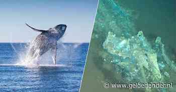 Wetenschappers ontdekken diepste en grootste ‘walvissenkerkhof’ ter wereld in de Indische Oceaan