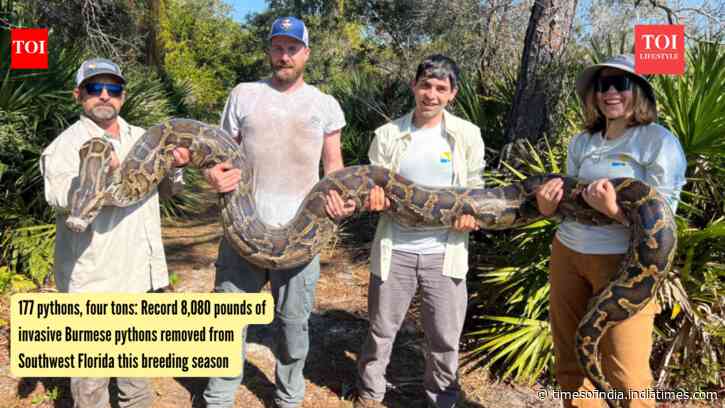 177 pythons, four tons: Record 8,080 pounds of invasive Burmese pythons removed from Southwest Florida this breeding season