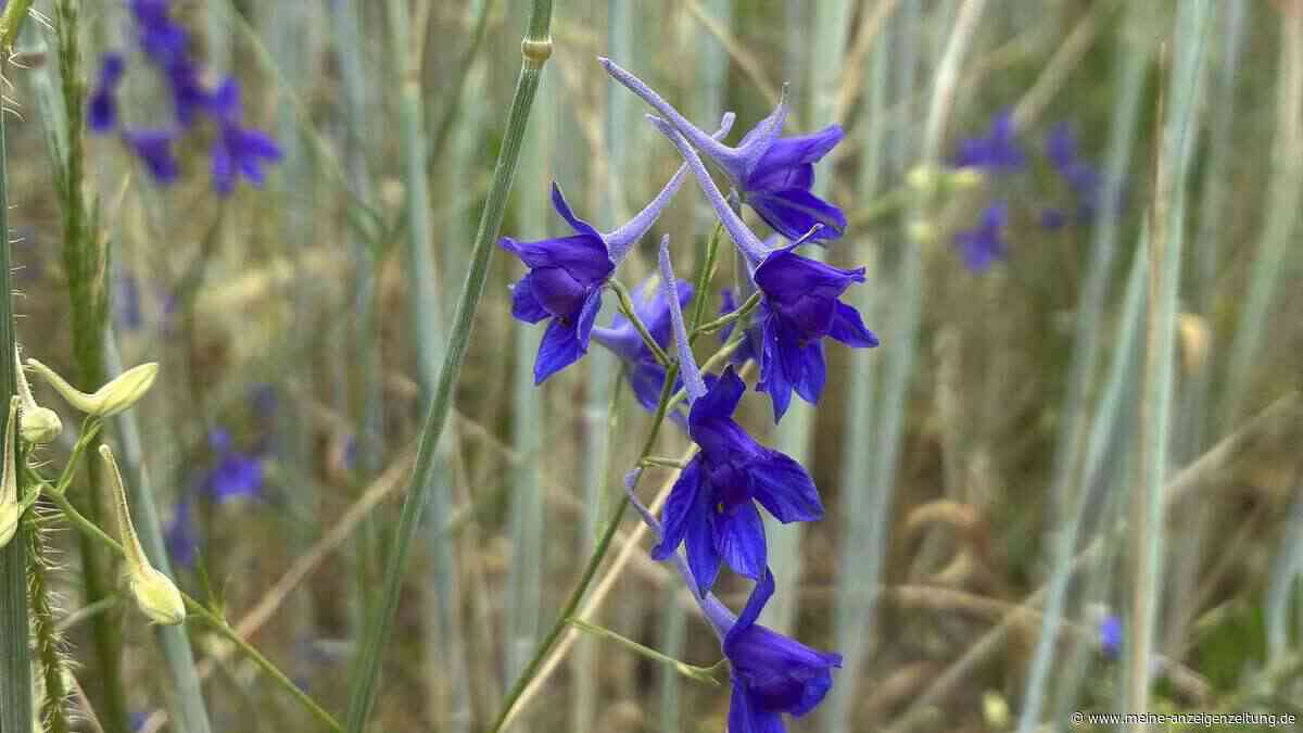„Blume des Jahres“: Der Feldrittersporn ist selten geworden