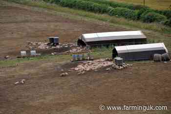British pork call grows as pig farmers face mounting pressure