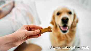 Dog dental chew warning as vet says 'they're completely ineffective'