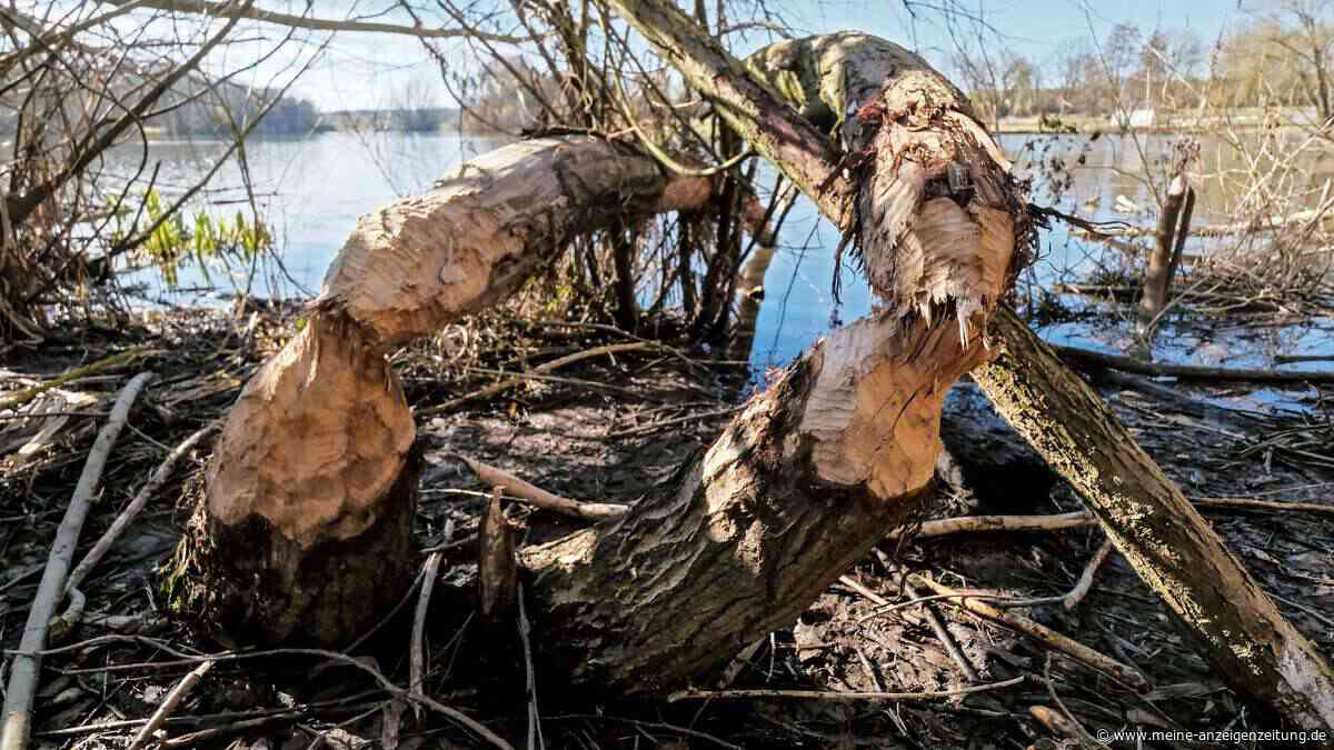 Biber: Problemtier oder nützlicher Helfer?
