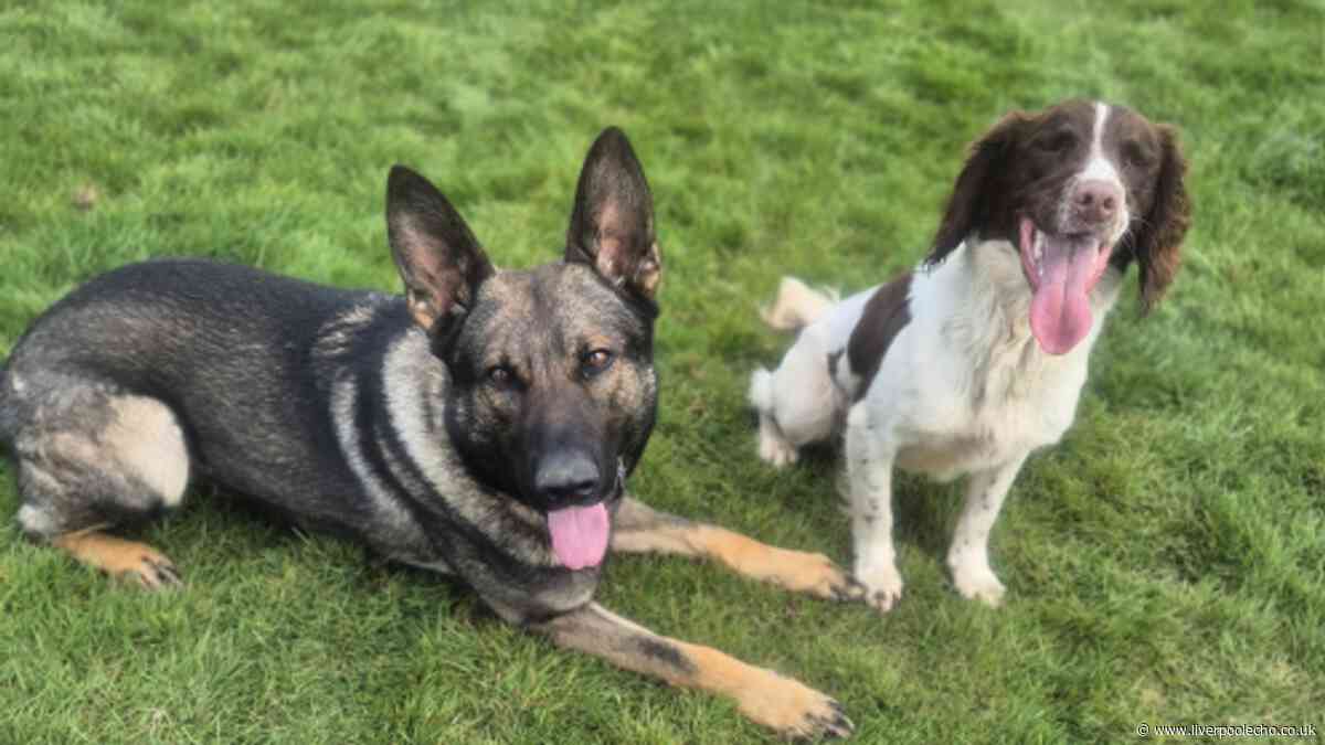 Dogs involved in 'serious' police car crash after chase through Wirral as arrest made