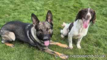 Dogs involved in 'serious' police car crash after chase through Wirral as arrest made