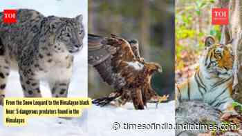 From the Snow Leopard to the Himalayan black bear: 5 dangerous predators found in the Himalayas