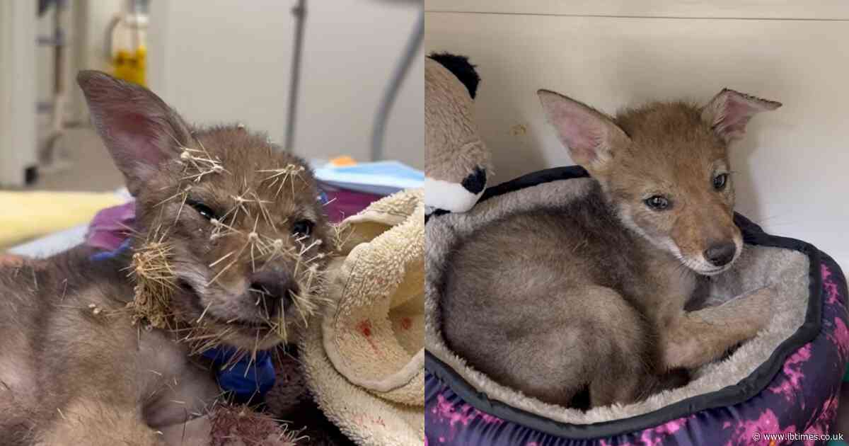 'Vet Steps In': 4-Week-Old Coyote Pup Frozen in Fear, Covered in Hundreds of Cholla Spines