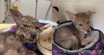 'Vet Steps In': 4-Week-Old Coyote Pup Frozen in Fear, Covered in Hundreds of Cholla Spines