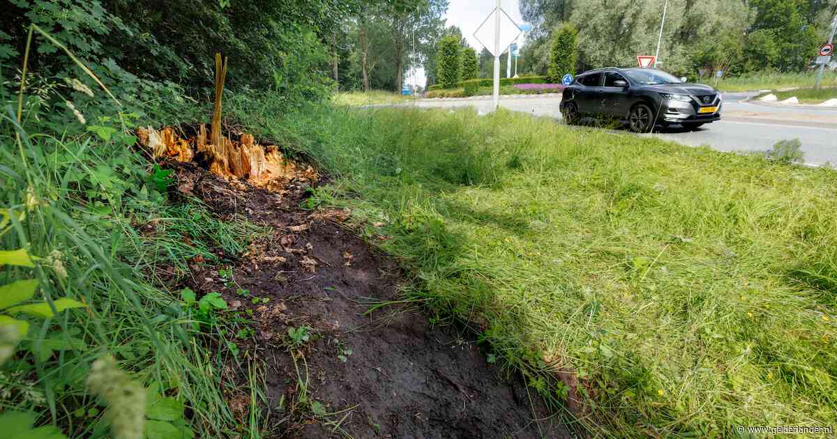 Deskundigen keihard na ongeval met boom waarbij ondernemer (45) omkwam: ‘Op Streetview was al te zien dat de populier rot was’