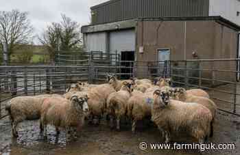 Rare breeds charity urges stronger support for small abattoirs