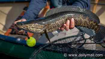 Americans told to cut head off of land-walking 'Frankenfish' invading new parts of the US