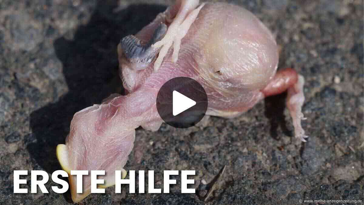 Nicht anfassen? Was Sie tun sollten, wenn Sie einen Jungvogel finden