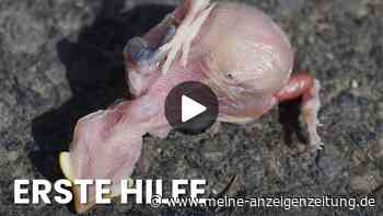Nicht anfassen? Was Sie tun sollten, wenn Sie einen Jungvogel finden