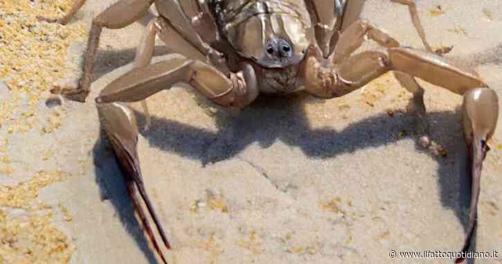 Il mostro dimenticato della Terra primitiva: scienziati scoprono la vera storia dello scorpione gigante, rimasto un mistero per oltre 150 anni