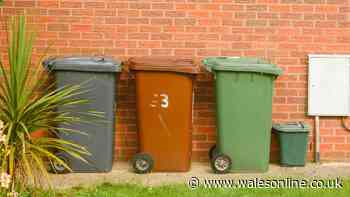 Welsh households urged to put common item in wheelie bins to stop flies this spring
