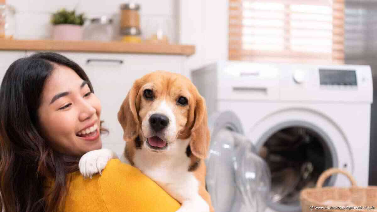 So bekommen Sie Hundehaare aus der Wäsche – mit einfachen Hausmitteln