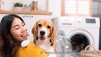 So bekommen Sie Hundehaare aus der Wäsche – mit einfachen Hausmitteln
