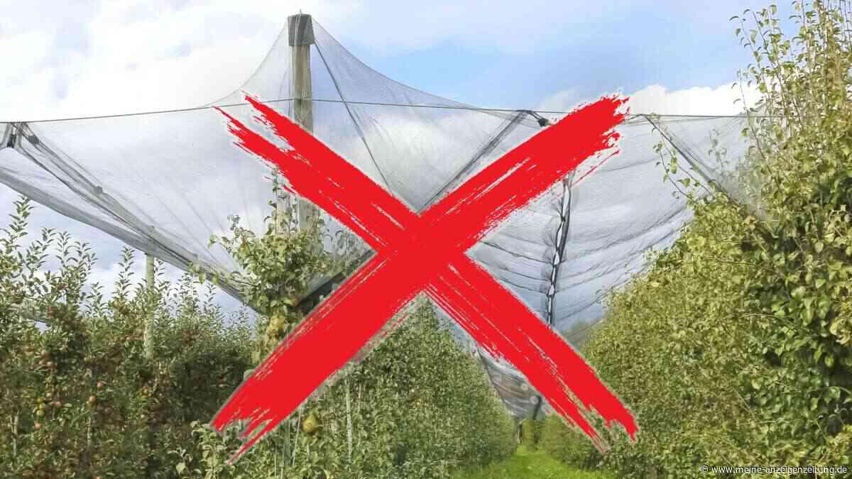 Vögel stehlen die Kirschen? Diese Netz-Alternativen schützen Ihre Obstbäume