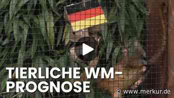 Fußball-Orakel-Video: Zwergseidenäffchen tippen – wer gewinnt Deutschland-Curacao ?