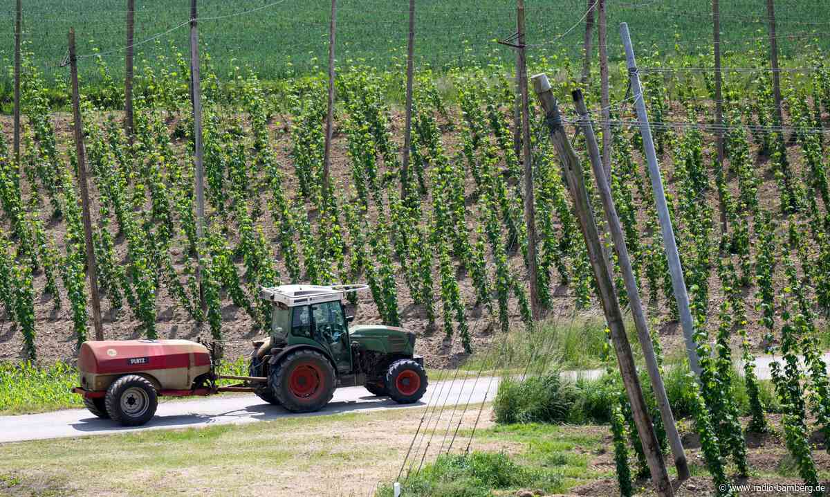 Bierkrise in den reichen Ländern setzt dem Hopfen zu