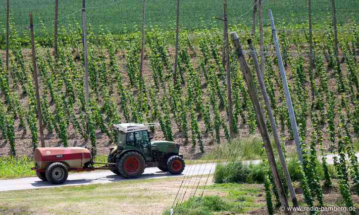Bierkrise in den reichen Ländern setzt dem Hopfen zu