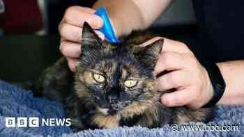 Vets advise ban on over the counter flea treatment for pets