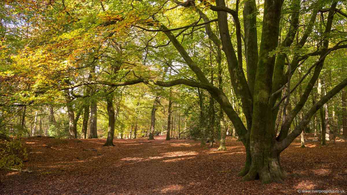 'Pretty walk' near Liverpool offers gorgeous views and sweet treat at the end
